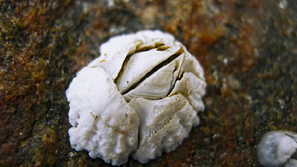 真的不疼吗？鲸的隐私部位都寄生了藤壶！会影响它们交...