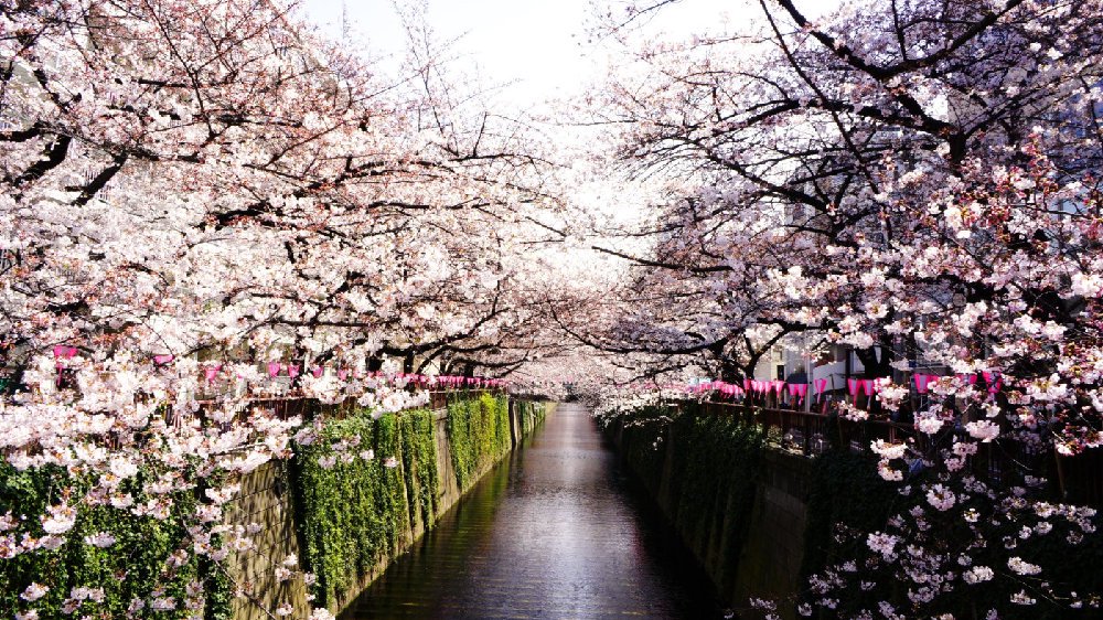 赏樱如何成为跨越千年的春日胜事