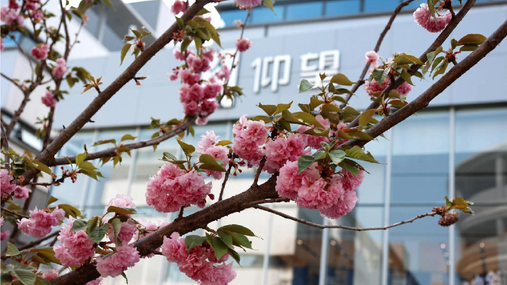 裕华区委网信办组织开展裕华汽车园樱花生活节线上采风活动