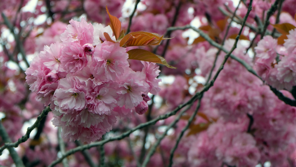 日本樱花的主要品种