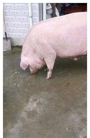 妈妈养了18个月的猪，差不多600斤，杀了400多斤肉，过个