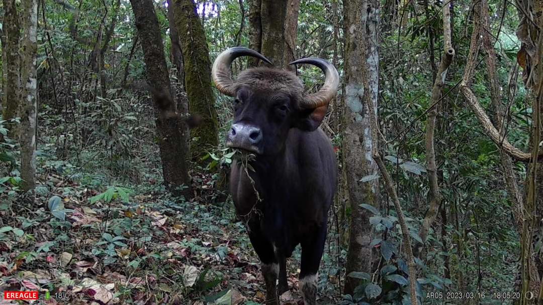 美洲野牛灭绝真相 美国国宝的生死传奇