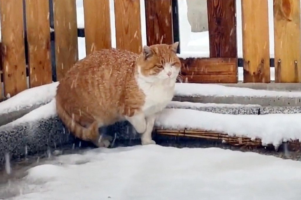 冰天雪地里瑟瑟发抖的小猫，被救下后追着人类不放，赶都赶不走休闲区蓝鸢梦想 - Www.slyday.coM