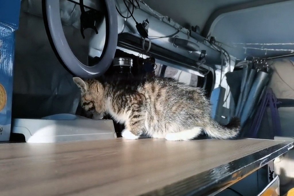 冰天雪地里瑟瑟发抖的小猫，被救下后追着人类不放，赶都赶不走休闲区蓝鸢梦想 - Www.slyday.coM