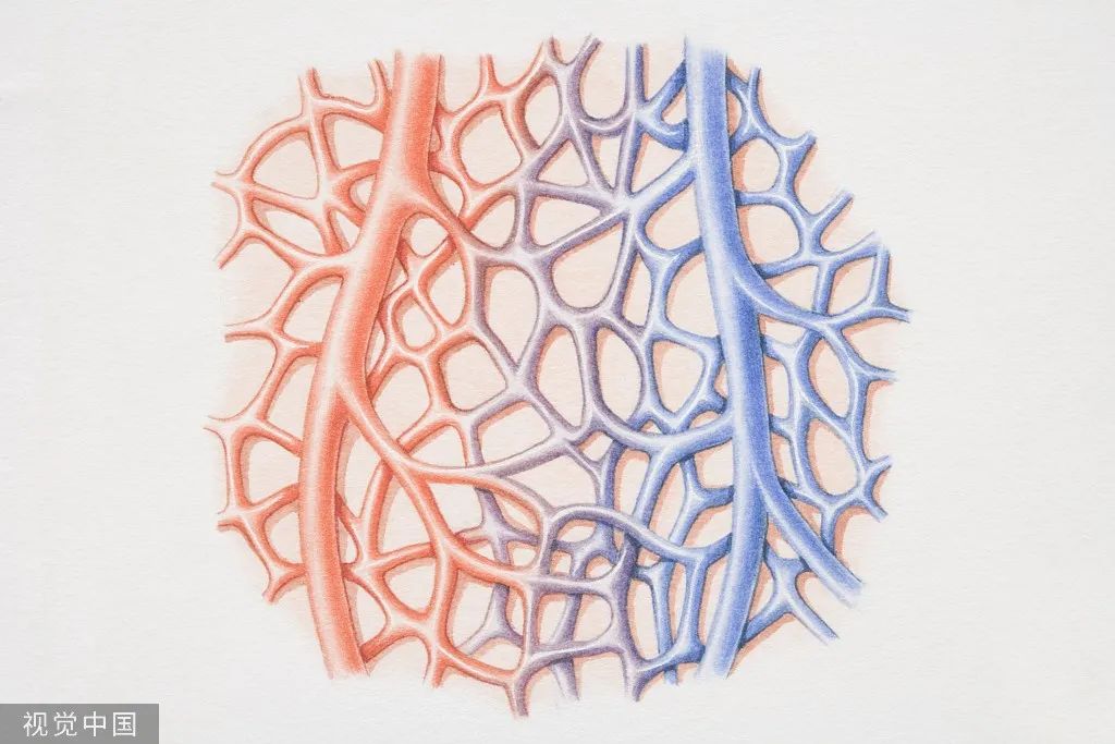 人体血管长度能绕地球几圈 血管总长度到底有多惊人