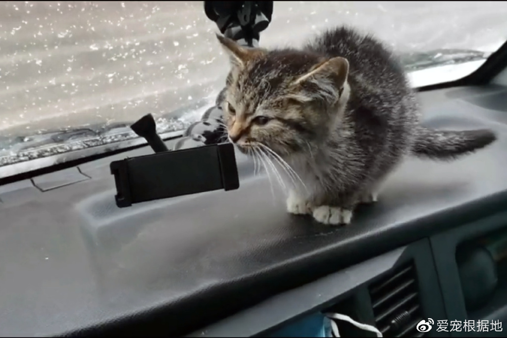 冰天雪地里瑟瑟发抖的小猫，被救下后追着人类不放，赶都赶不走休闲区蓝鸢梦想 - Www.slyday.coM