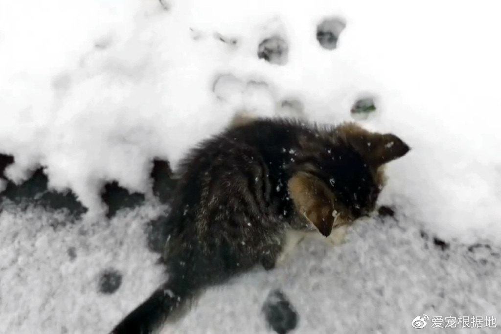 冰天雪地里瑟瑟发抖的小猫，被救下后追着人类不放，赶都赶不走休闲区蓝鸢梦想 - Www.slyday.coM