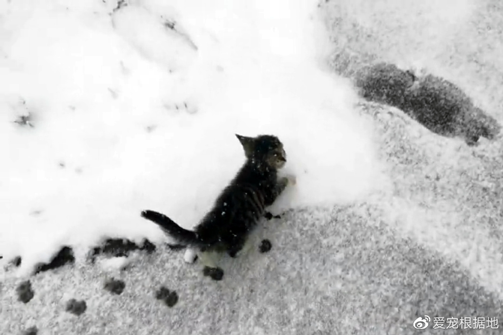 冰天雪地里瑟瑟发抖的小猫，被救下后追着人类不放，赶都赶不走休闲区蓝鸢梦想 - Www.slyday.coM