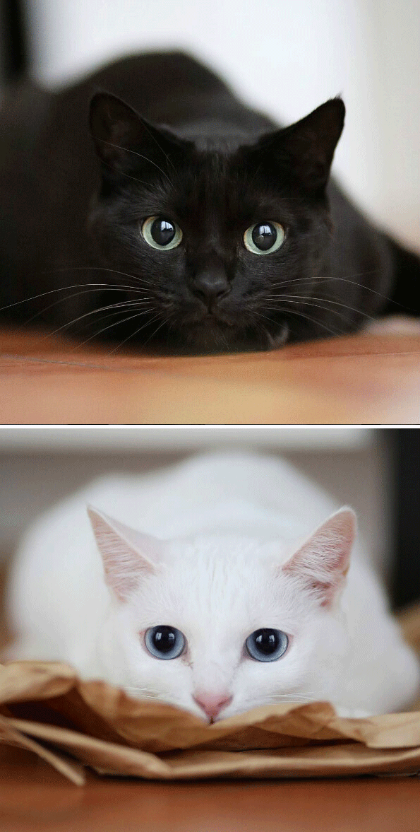 黑猫跟白猫一起合照,你觉得哪个更好看呢?