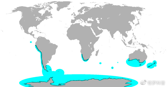 一只企鹅从南极游泳3000公里，逃到<a href=