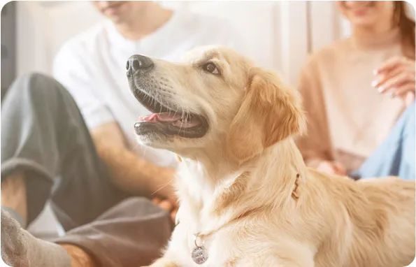 新瑞鹏宠物医疗集团 高瓴资本（彭永鹤还是高瓴？谁在执掌中国最大宠物医院！新瑞鹏复杂股权架构首次）