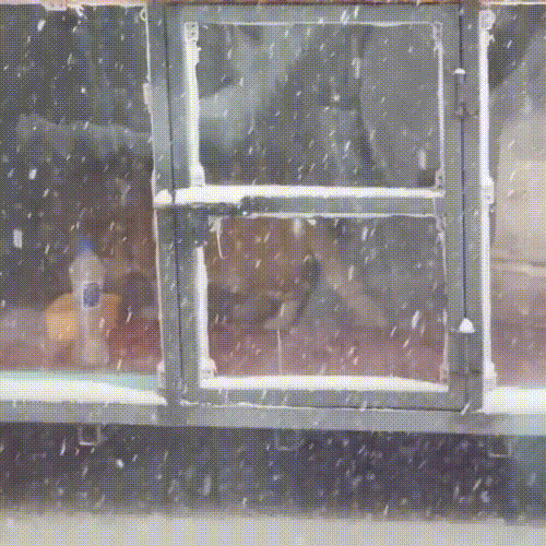 冰天雪地里瑟瑟发抖的小猫，被救下后追着人类不放，赶都赶不走休闲区蓝鸢梦想 - Www.slyday.coM