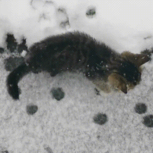 冰天雪地里瑟瑟发抖的小猫，被救下后追着人类不放，赶都赶不走休闲区蓝鸢梦想 - Www.slyday.coM