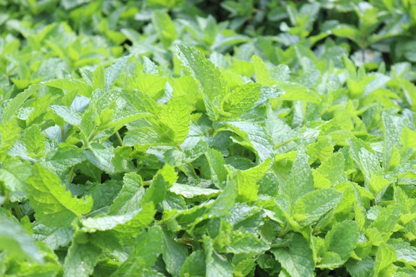 风动薄荷香 昆明晋宁下方古城薄荷生长正旺|薄荷|晋宁|古城_新浪新闻
