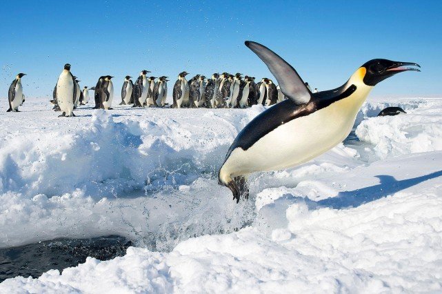 一只企鹅从南极游泳3000公里，逃到<a href=