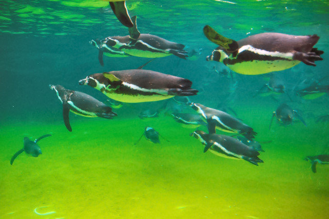 一只企鹅从南极游泳3000公里，逃到<a href=