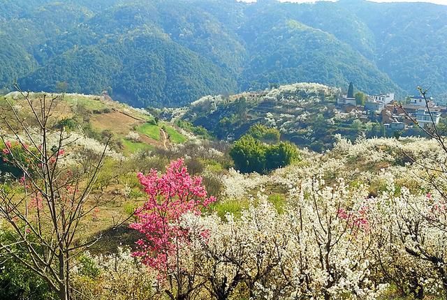 又一赏花好去处:初春时节的昆明宜良米户,满山坡都是怒放的樱花