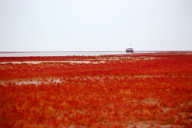 组图丨美黄河口湿地又铺红地毯