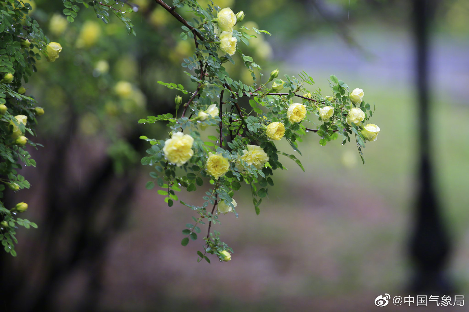东风细雨送暮春——辽阳白塔公园内的黄玫瑰在细雨微风中摇曳