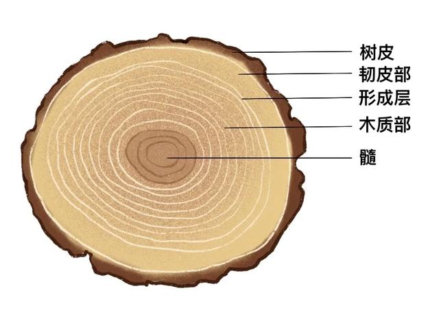 像白杨树这样的树干从外到内可以分为:树皮,韧皮部,形成层,木质部和髓