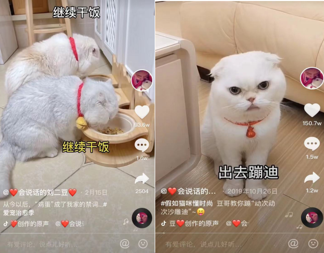猫猫狗狗都能直播带货,MCN机构到底有多内卷?休闲区蓝鸢梦想 - Www.slyday.coM 猫猫狗狗都能直播带货,MCN机构到底有多内卷?休闲区蓝鸢梦想 - Www.slyday.coM