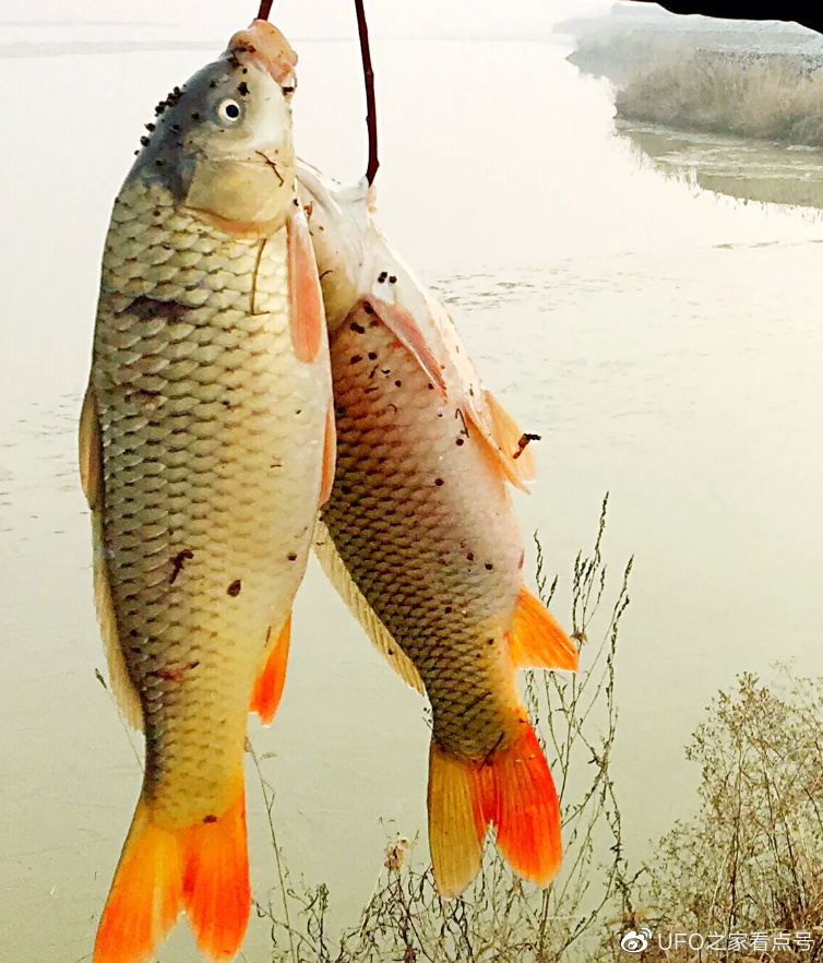 男人手臂鲤鱼纹身含义 鲤鱼纹身位置讲究