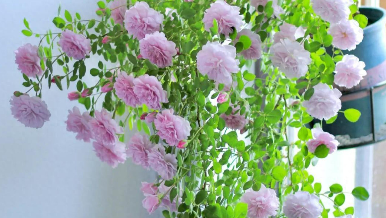 上海一姑娘因“月季花太仙”走红,一棵花美翻小阳台,爱了爱了 上海一姑娘因“月季花太仙”走红,一棵花美翻小阳台,爱了爱了