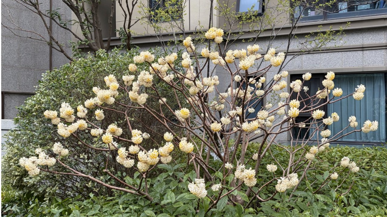 合肥小区出现香香的小绒球