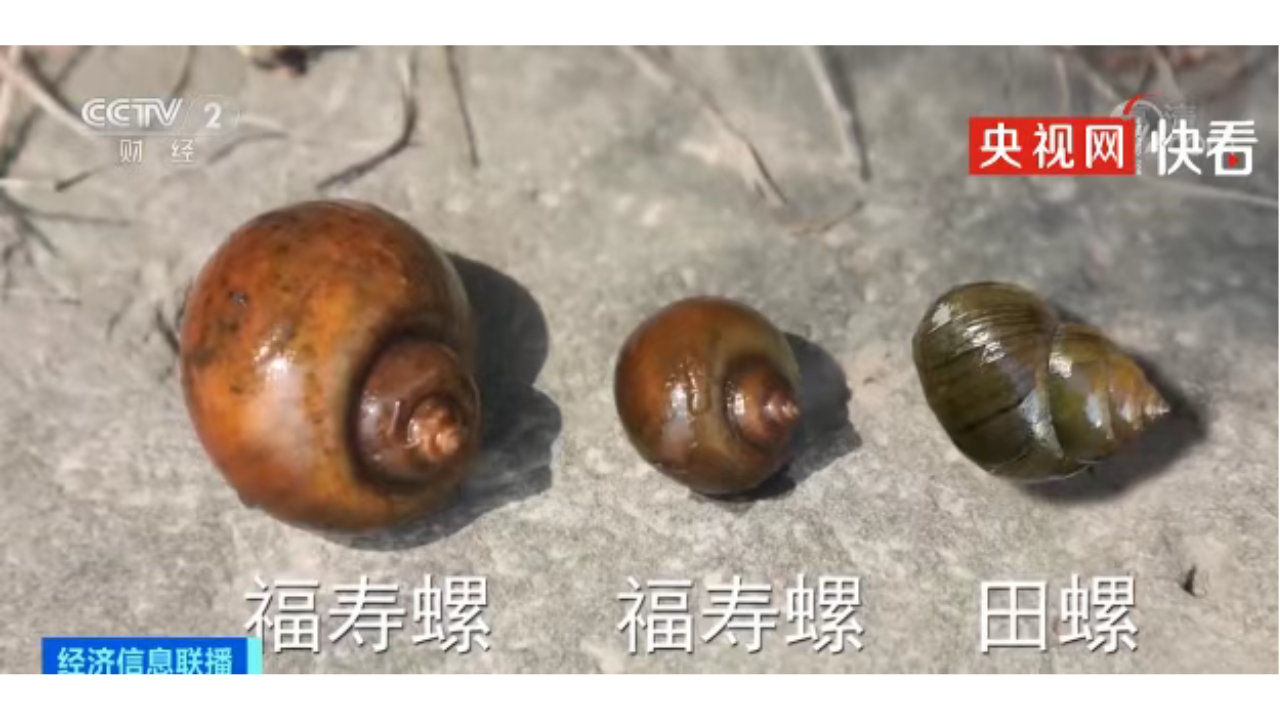 别吃！寄生虫多达6000条！近期正大量出现，严重可致死