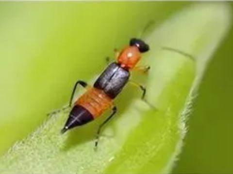 遇到它千万别打！隐翅虫咋这么厉害？