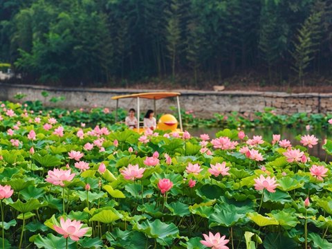 “荷” 你相约！西海岸赏荷公交出行攻略请收好→