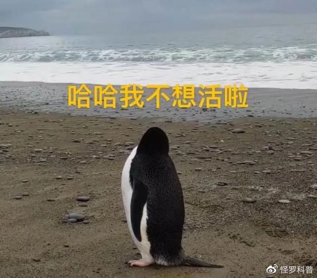 一只企鹅从南极游泳3000公里，逃到<a href=