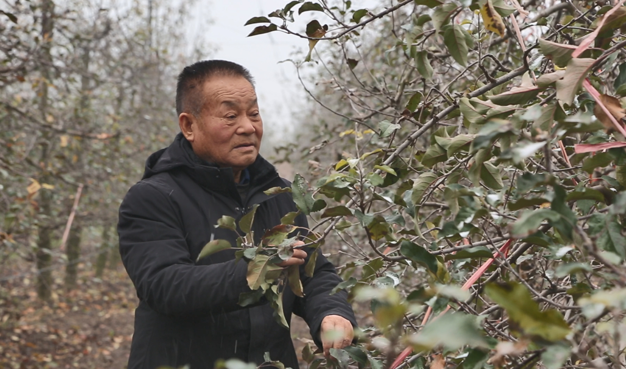 "薪火"访谈室|陕西凤翔曹儒:与苹果树"死磕"的三十年