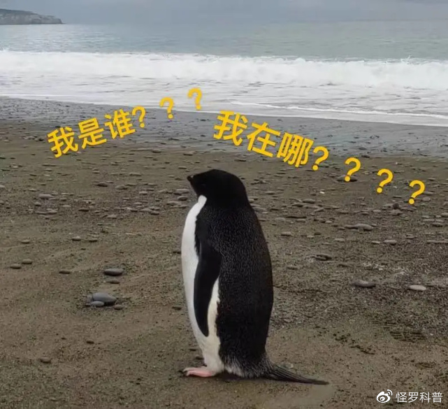 一只企鹅从南极游泳3000公里，逃到<a href=