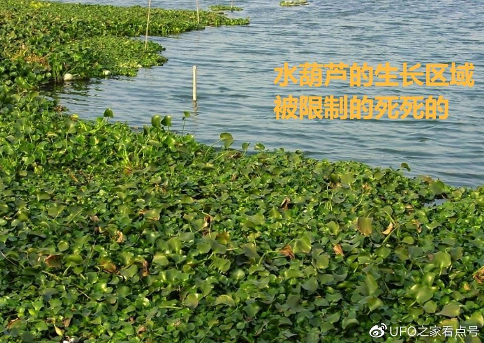 入侵中国的水葫芦, 如今都去哪了? 网友: 中国人的智慧!休闲区蓝鸢梦想 - Www.slyday.coM 入侵中国的水葫芦, 如今都去哪了? 网友: 中国人的智慧!休闲区蓝鸢梦想 - Www.slyday.coM