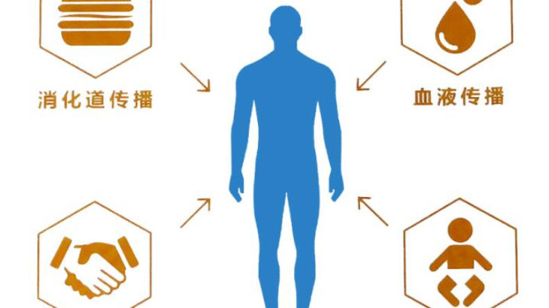 健康科普 | 病毒性肝炎中的“间谍”——戊型肝炎