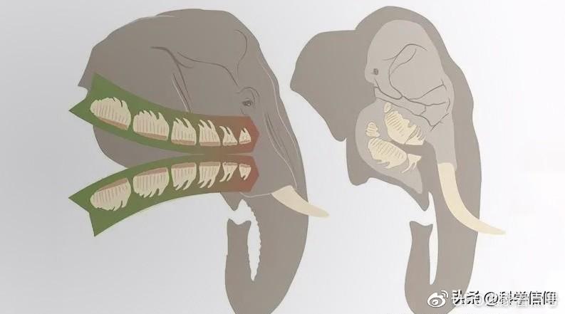 一些大象因獠牙而被捕杀，但更多的大象却因臼齿而饿死，为什么？-大象被残忍对待