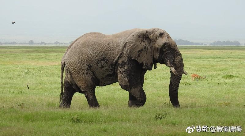 一些大象因獠牙而被捕杀，但更多的大象却因臼齿而饿死，为什么？-大象被残忍对待