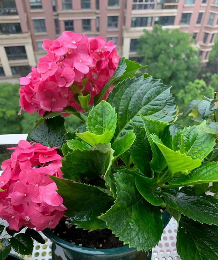 绣球花玫红妈妈怎么养?记住3点,花球多,枝枝全是花