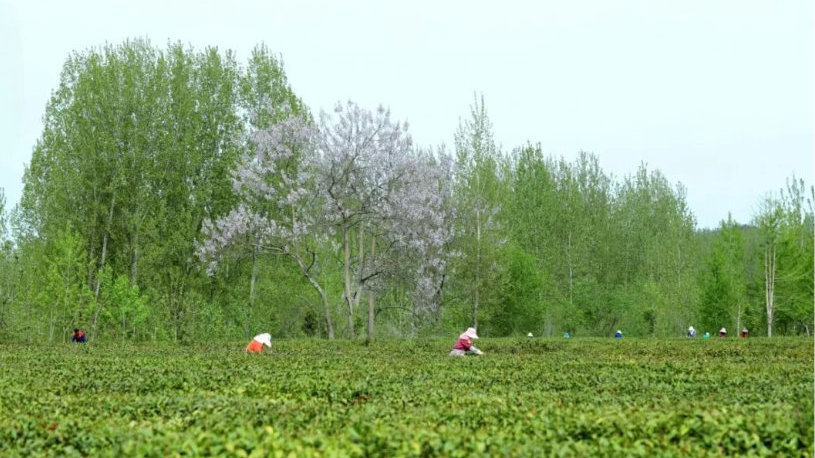 南阳乡村walk丨一斤春茶有多少片茶叶？果然是“浓缩”的春天啊