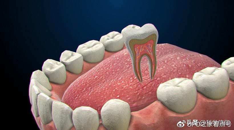 一些大象因獠牙而被捕杀，但更多的大象却因臼齿而饿死，为什么？-大象被残忍对待