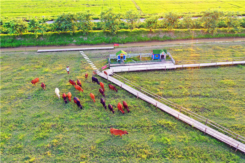 成都正规助孕机构(广州有个南方版的草原牧场美景,国庆假期可以带孩子去做牧童)
