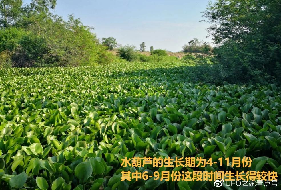 入侵中国的水葫芦, 如今都去哪了? 网友: 中国人的智慧!休闲区蓝鸢梦想 - Www.slyday.coM 入侵中国的水葫芦, 如今都去哪了? 网友: 中国人的智慧!休闲区蓝鸢梦想 - Www.slyday.coM