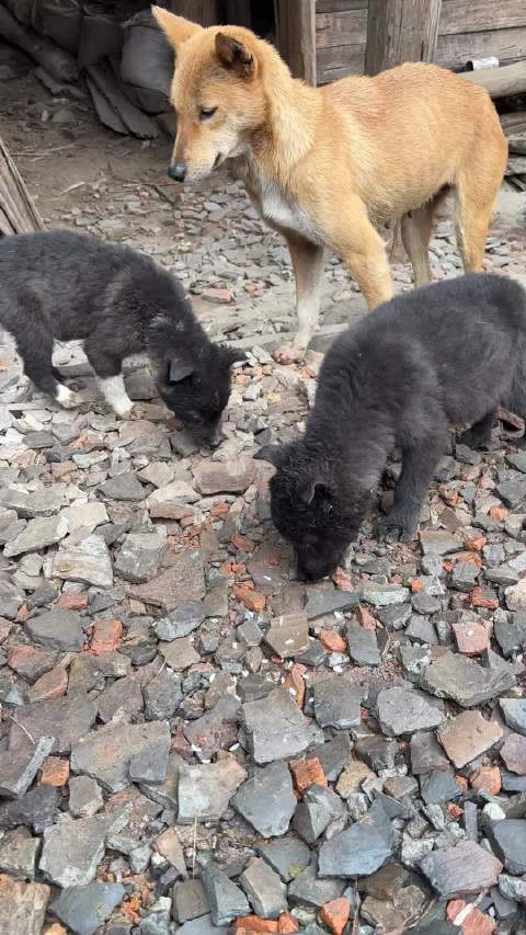 遇到两只小黑一只大黄