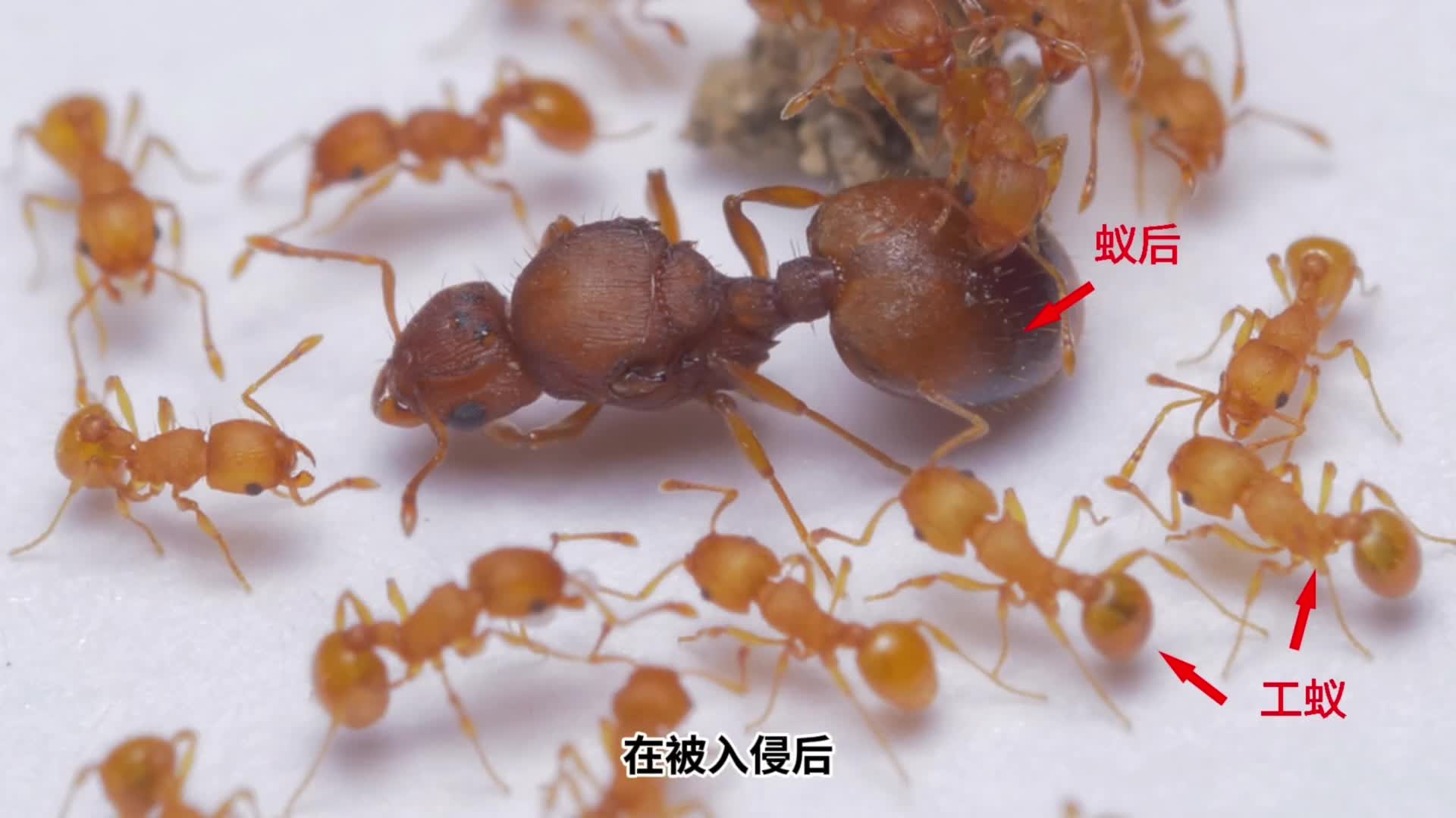 警惕入侵新物种小火蚁被叮咬或致盲