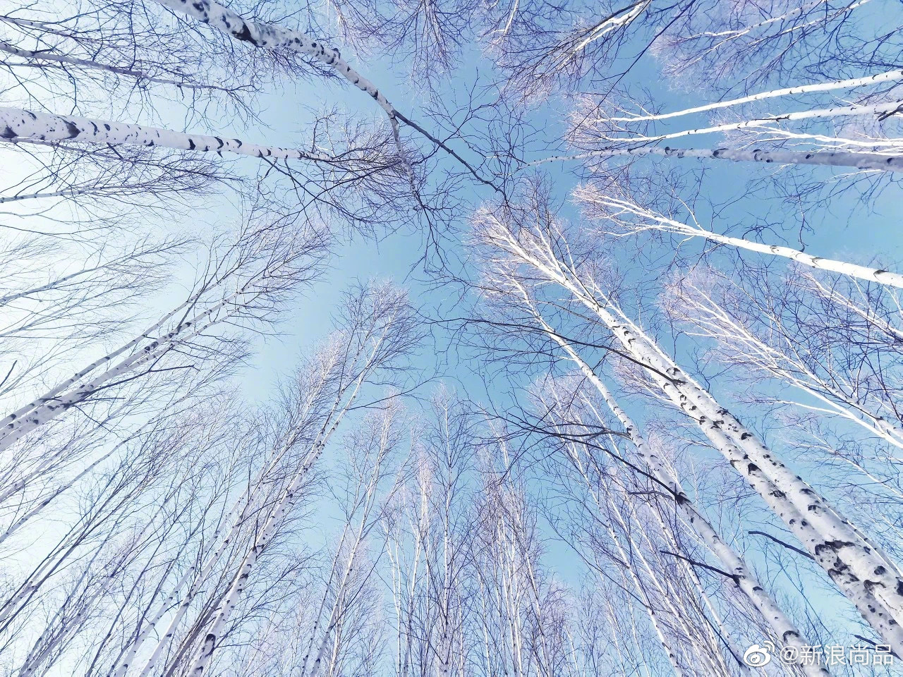 立冬日,感受下漠河的美好雪景.在这片冰雪圣境里