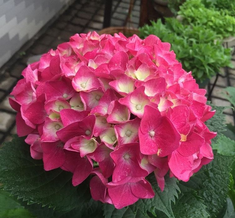 绣球花玫红妈妈怎么养?记住3点,花球多,枝枝全是花