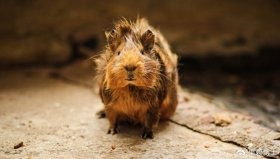 单枪匹马繁育400后代？从“豚鼠兰迪”事件看啮齿类动物恐怖的生殖策