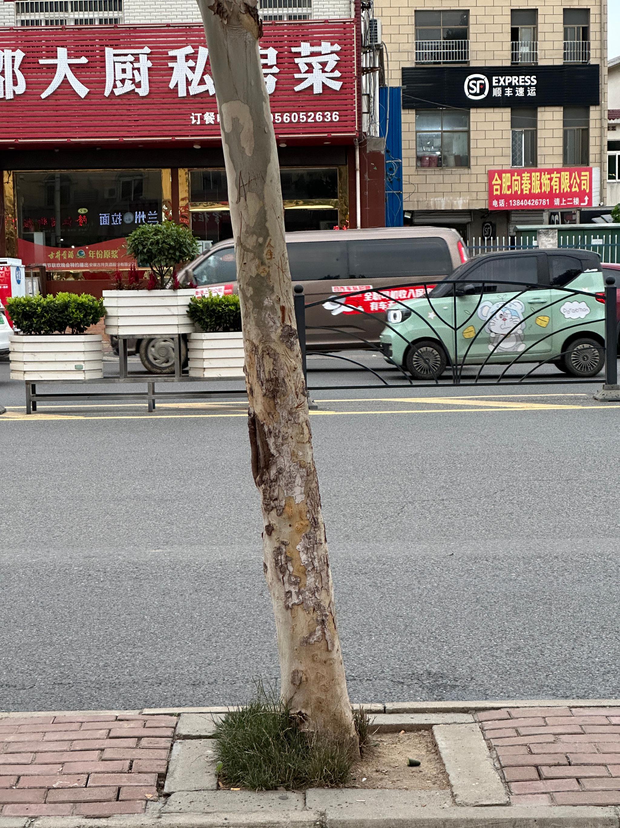 友情提醒，倒车雷达的盲区其实蛮大的，像细柱子或者树……