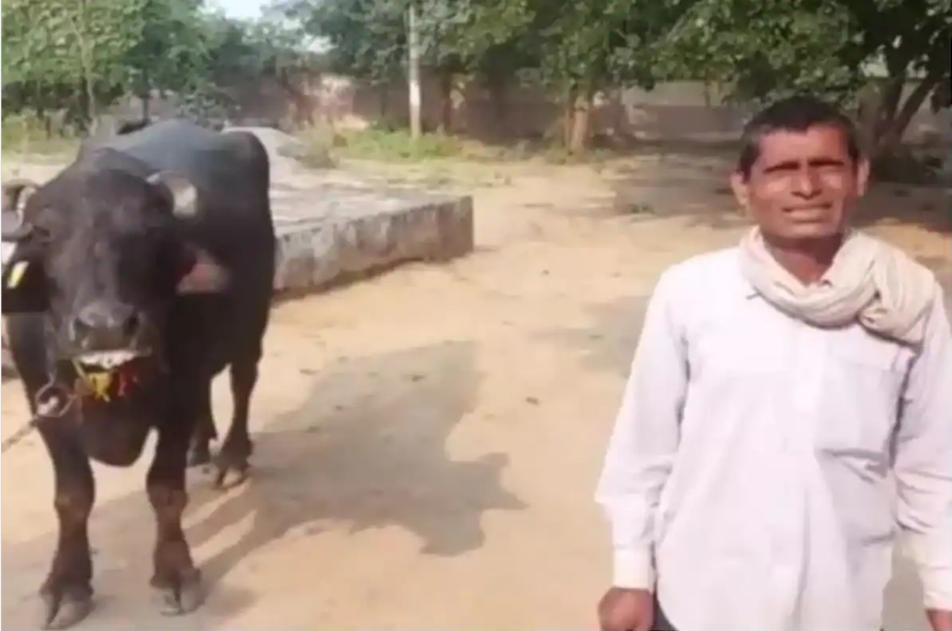 印度又发生奇葩案件!一农民一天跑两次警察局,就因为牛不让挤奶休闲区蓝鸢梦想 - Www.slyday.coM 印度又发生奇葩案件!一农民一天跑两次警察局,就因为牛不让挤奶休闲区蓝鸢梦想 - Www.slyday.coM